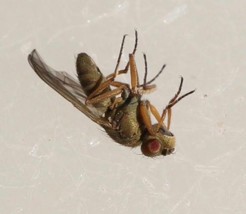 Ephydra flavipes